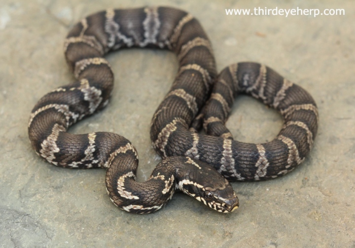 Russian Rat Snake